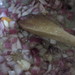 Guiso de ollucos con arroz, el sabor del super alimento peruano