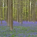 Halle Bluebell Dream