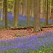 Halle Bluebell Dream