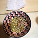HALVA WITH PISTACHIO(desert)