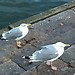 Helsinki