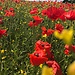 Poppy Field