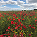 Hidden Poppy field in Worcester