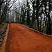 Belgrade Forest