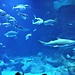 Oddysseum