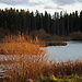 Järvelä Wetland