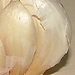 Judías pintas con calabaza