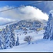 Bursa