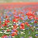 Castelluccio di Norcia
