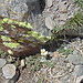 La flore de la Sierra Nevada