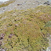 La flore de la Sierra Nevada