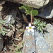 La flore de la Sierra Nevada