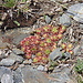 La flore de la Sierra Nevada