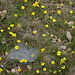 La flore de la Sierra Nevada