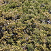La flore de la Sierra Nevada