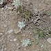 La flore de la Sierra Nevada