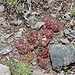 La flore de la Sierra Nevada