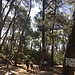 La Forêt d'Acrobates