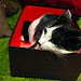 Lady Dinah's Cat Emporium