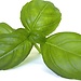 Lentejas al pesto verde