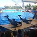 Loro Parque and Playa de las Teresitas