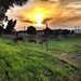 Los días siguientes en Jerez