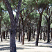 Los parques