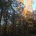 Lost in Wildschweingehege