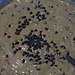 Magdalenas Caseras con Gotas de Chocolate