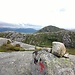Lifjellet
