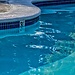 Las piscinas Császár-Komjádi, Hajós Alfréd y Kispesti