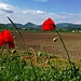 Monselice