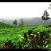Munnar, blessed with Nature