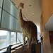 Museo de Paleontología de Castilla-La Mancha