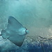 Nature Festival: Scuba diving with a shark
