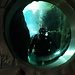 Nature Festival: Scuba diving with a shark