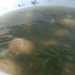 New potatoes with herbs recipe