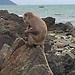 Nha Trang- Monkey Island (2)