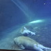 Oceanogràfic