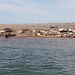 On English Soil ... Seals at Blakeney Point on the North Norfolk