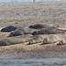 On English Soil ... Seals at Blakeney Point on the North Norfolk