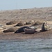 On English Soil ... Seals at Blakeney Point on the North Norfolk