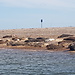 On English Soil ... Seals at Blakeney Point on the North Norfolk