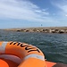 On English Soil ... Seals at Blakeney Point on the North Norfolk