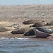 On English Soil ... Seals at Blakeney Point on the North Norfolk