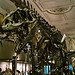 One day is just not enough for the Museum of Natural History (pt