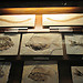 One day is just not enough for the Museum of Natural History (pt