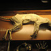 One day is just not enough for the Museum of Natural History (pt
