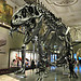One day is just not enough for the Museum of Natural History (pt