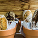 Pachamama, a restaurant in Lisbon serving organic food